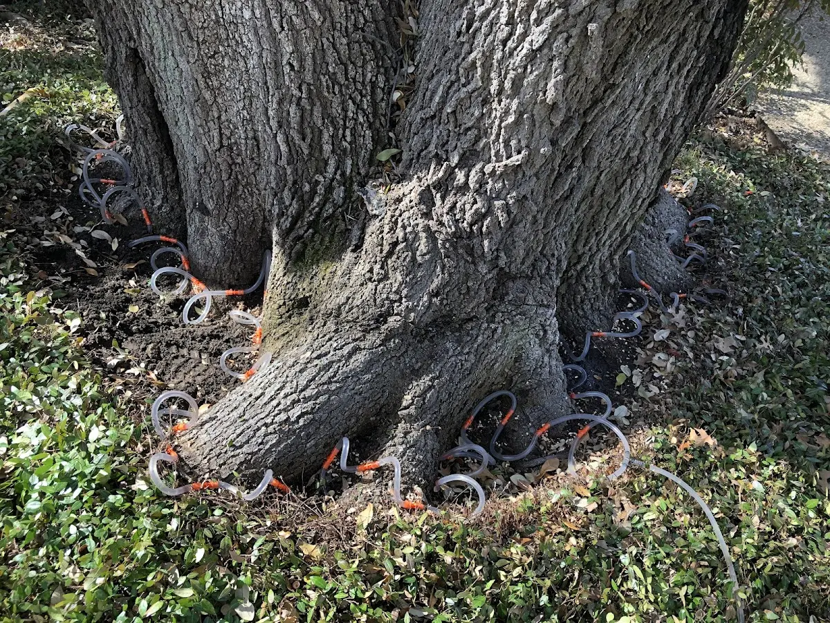 Detailed Tree Cabling and Bracing job site in West Coxsackie