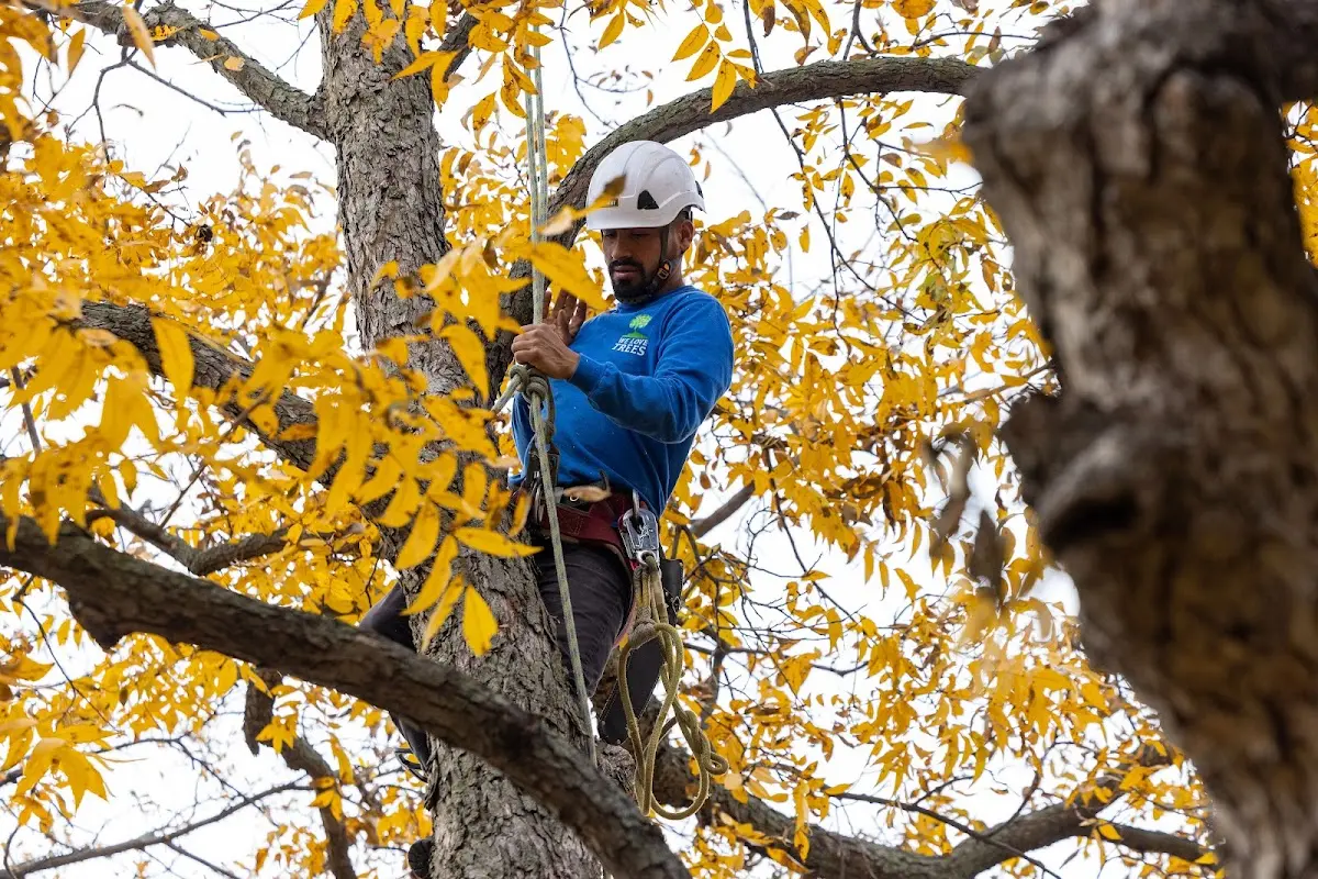 Skilled Tree Planing crew working in West Coxsackie